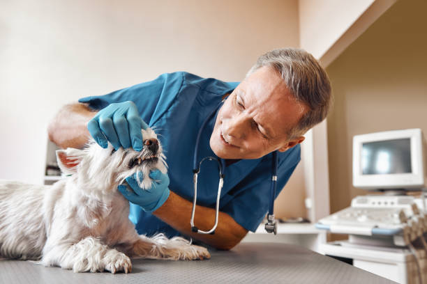 Best Emergency Broken Tooth Repair in Menomonie, WI